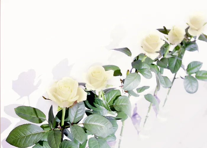 Hotel Cervetta 5 Modena