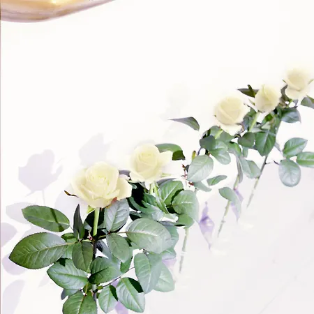 Ξενοδοχείο Cervetta 5 Μόντενα