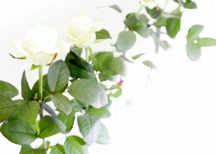 瑟维塔5号酒店 3*